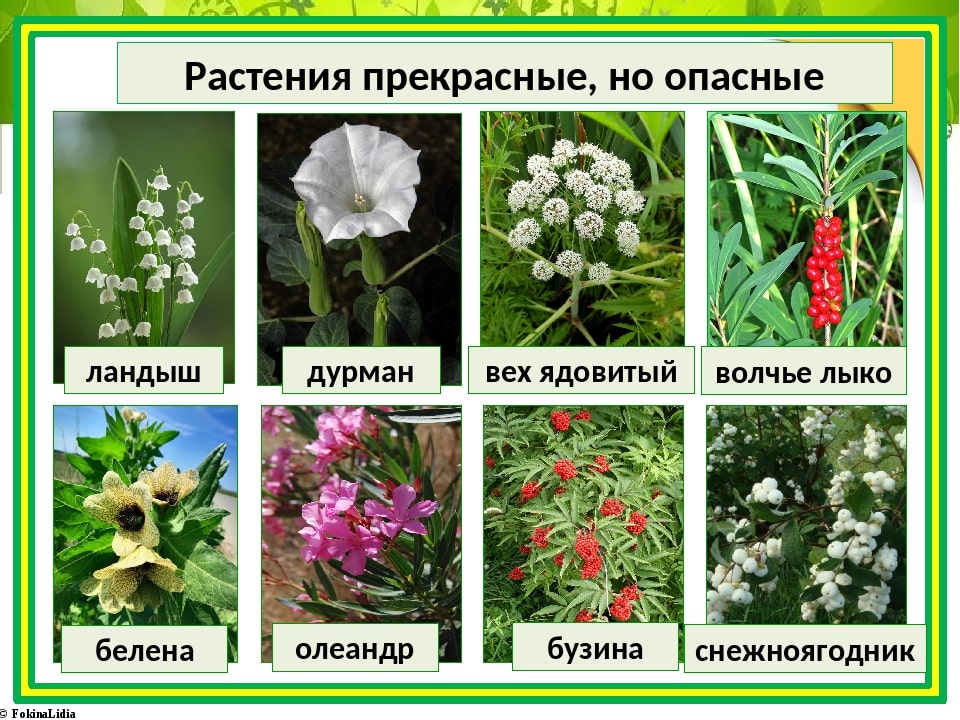 топ-5